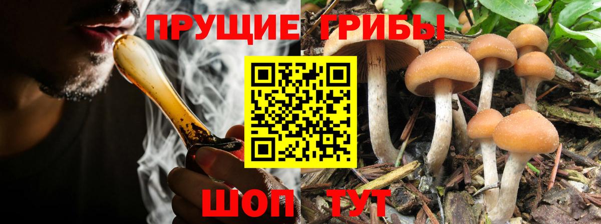 Галлюциногенные грибы Cubensis Балахна